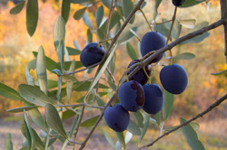 Delle olive mature