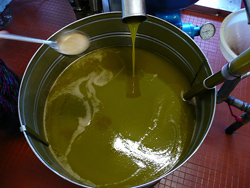 Preparazione di olio d'oliva novello
